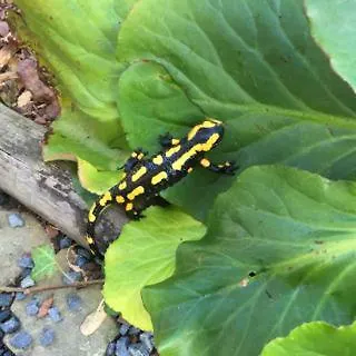 Zum Salamander 일젠부르크